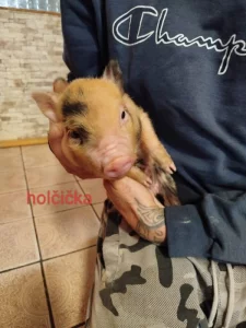 Prodám Gottingenske selátka