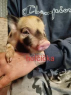 Prodám Gottingenske selátka