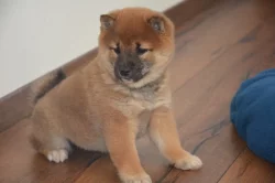 Shiba inu s průkazem původu