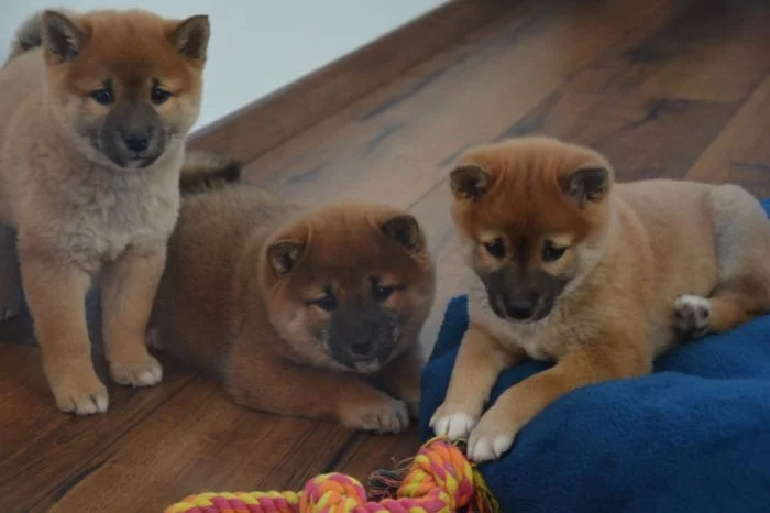 Shiba inu s průkazem původu