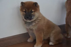 Shiba inu s průkazem původu