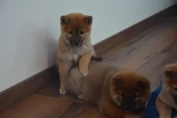 Shiba inu s průkazem původu
