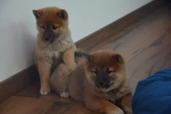 Shiba inu s průkazem původu
