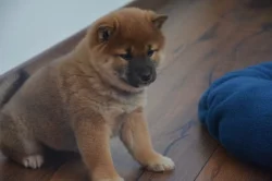 Shiba inu s průkazem původu