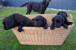 Labradorsky retriver s PP-šteňata