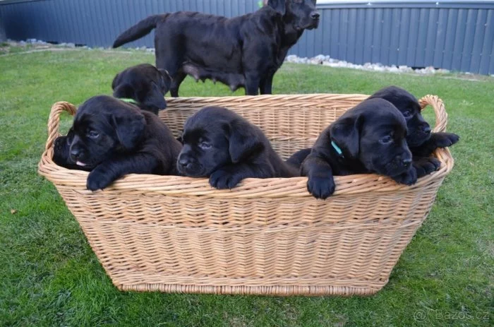 Labradorsky retriver s PP-šteňata