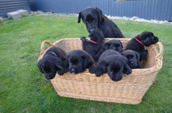 Labradorsky retriver s PP-šteňata