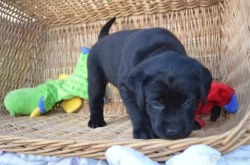 Labradorsky retriver s PP-šteňata