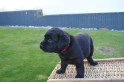 Labradorsky retriver s PP-šteňata