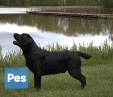 Labradorsky retriver s PP-šteňata