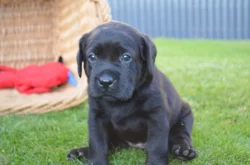 Labradorsky retriver s PP-šteňata