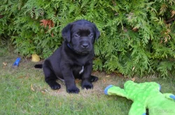 Labradorsky retriver s PP-šteňata