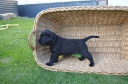 Labradorsky retriver s PP-šteňata