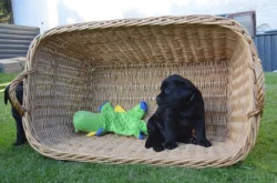 Labradorsky retriver s PP-šteňata