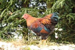 Wyandotka zdrobnělá koroptví vlnitá - kohout