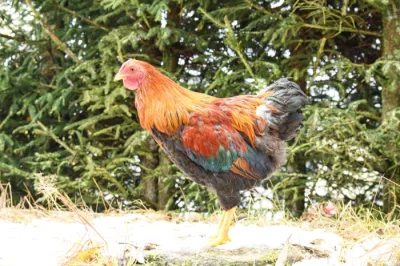 Wyandotka zdrobnělá koroptví vlnitá - kohout