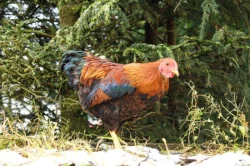 Wyandotka zdrobnělá koroptví vlnitá - kohout