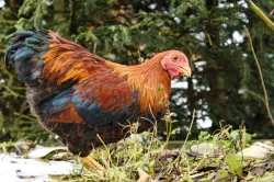 Wyandotka zdrobnělá koroptví vlnitá - kohout