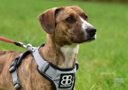 Darujeme nalezenou fenu křížence