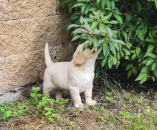Nabídka štěněte labradorského retrievera