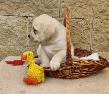 Nabídka štěněte labradorského retrievera