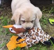 Nabídka štěněte labradorského retrievera