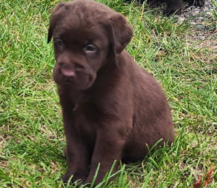Nabídka hnědého labradorského retrievra