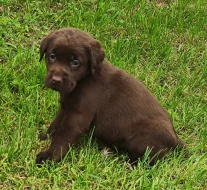 Nabídka hnědého labradorského retrievra