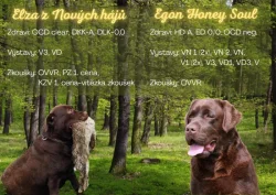 Nabídka hnědého labradorského retrievra