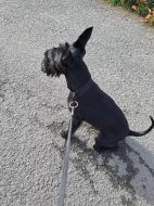 Pes ke krytí Knírač malý černý