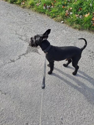 Pes ke krytí Knírač malý černý