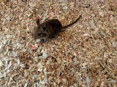 Dvě samice osmáka degu