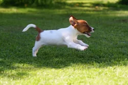 Jack Russel teriér s PP