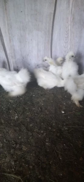 Hedvábnička bílá bezvousá