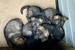 Nabízíme k rezervaci už jen 3 volná štěňátka Němec. ovčáka