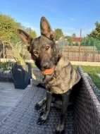 Nabízíme k rezervaci už jen 3 volná štěňátka Němec. ovčáka