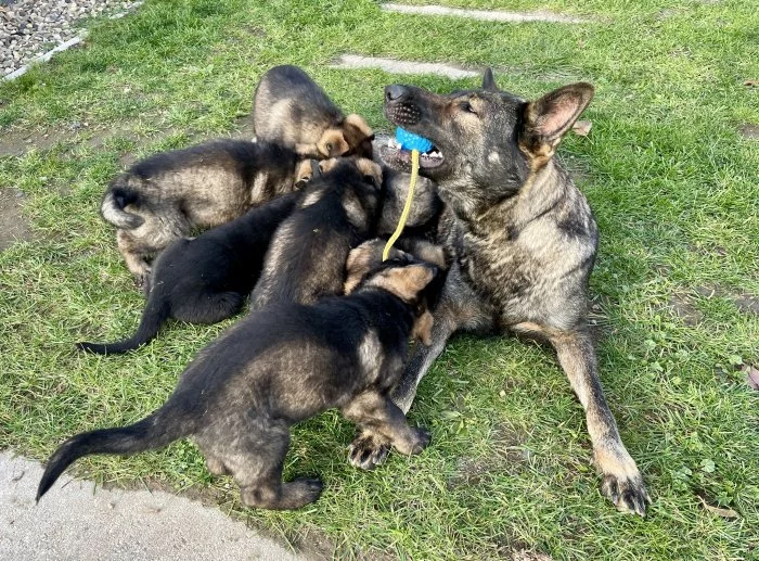 Nabízíme k rezervaci už jen 3 volná štěňátka Němec. ovčáka