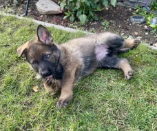 Nabízíme k rezervaci už jen 3 volná štěňátka Němec. ovčáka