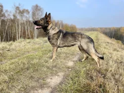 Nabízíme k rezervaci už jen 3 volná štěňátka Němec. ovčáka