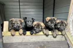 Nabízíme k rezervaci už jen 3 volná štěňátka Němec. ovčáka