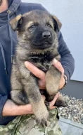 Nabízíme k rezervaci už jen 3 volná štěňátka Němec. ovčáka