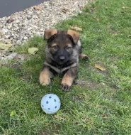 Nabízíme k rezervaci už jen 3 volná štěňátka Němec. ovčáka