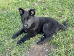 Nabízíme k rezervaci už jen 3 volná štěňátka Němec. ovčáka