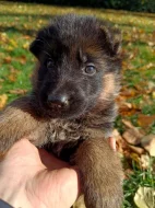 Štěňátka NO s PP