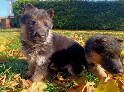 Štěňátka NO s PP