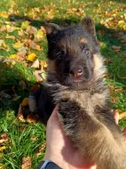 Štěňátka NO s PP