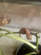 Prodám pagekony řasnatý