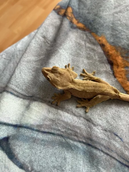 Prodám pagekony řasnatý