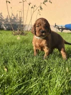 ŠTĚŇÁTKA - Irský setr s PP