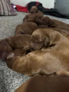 ŠTĚŇÁTKA - Irský setr s PP